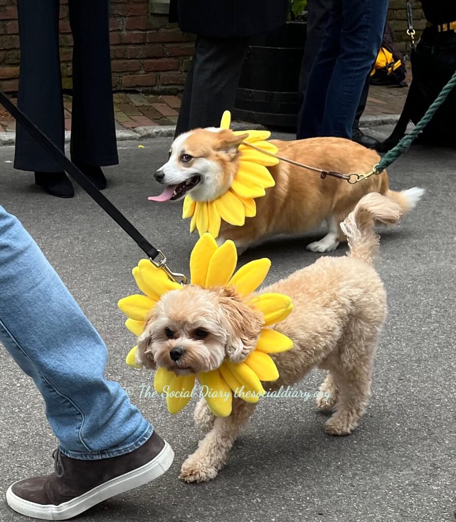 Community - two pups marching