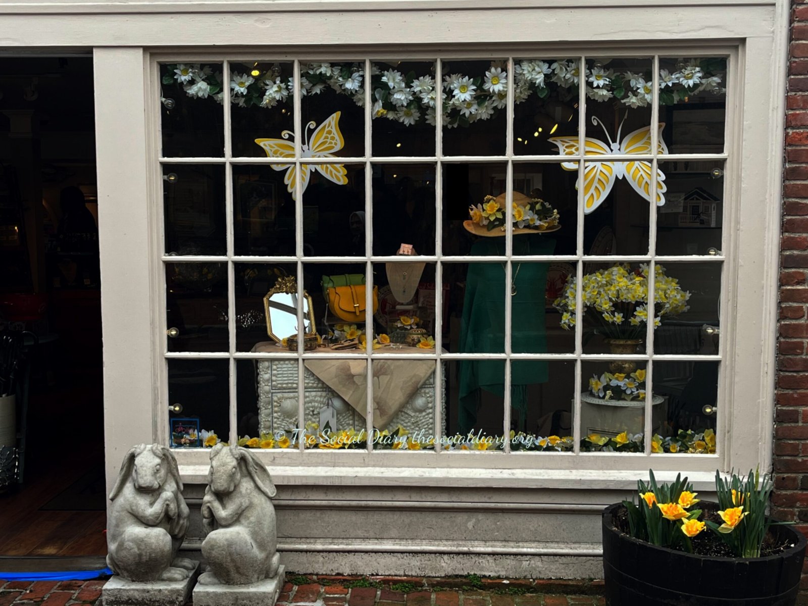 Newport Daffy Pawrade Windows