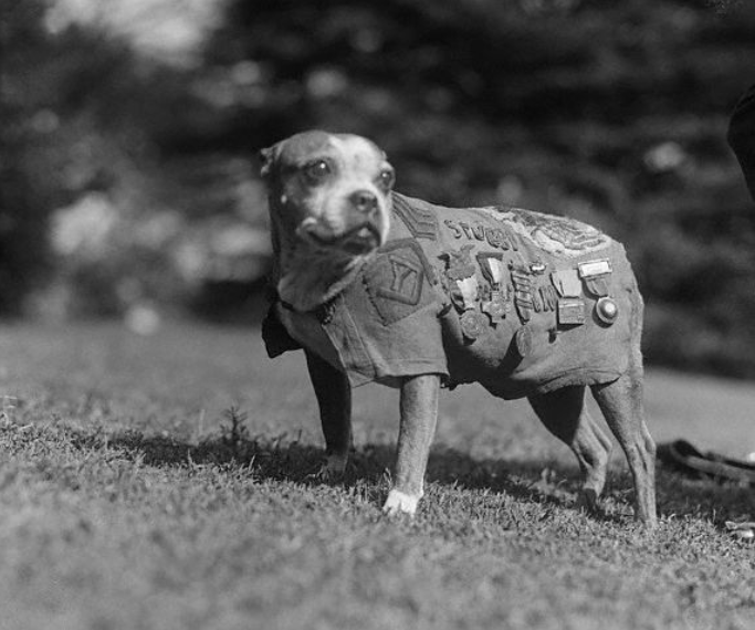 War Dog Sgt Stubby - The Social Diary