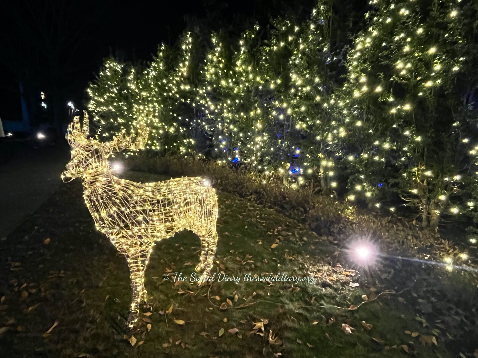 The Breakers Sparkling Lights deer - The Social Diary