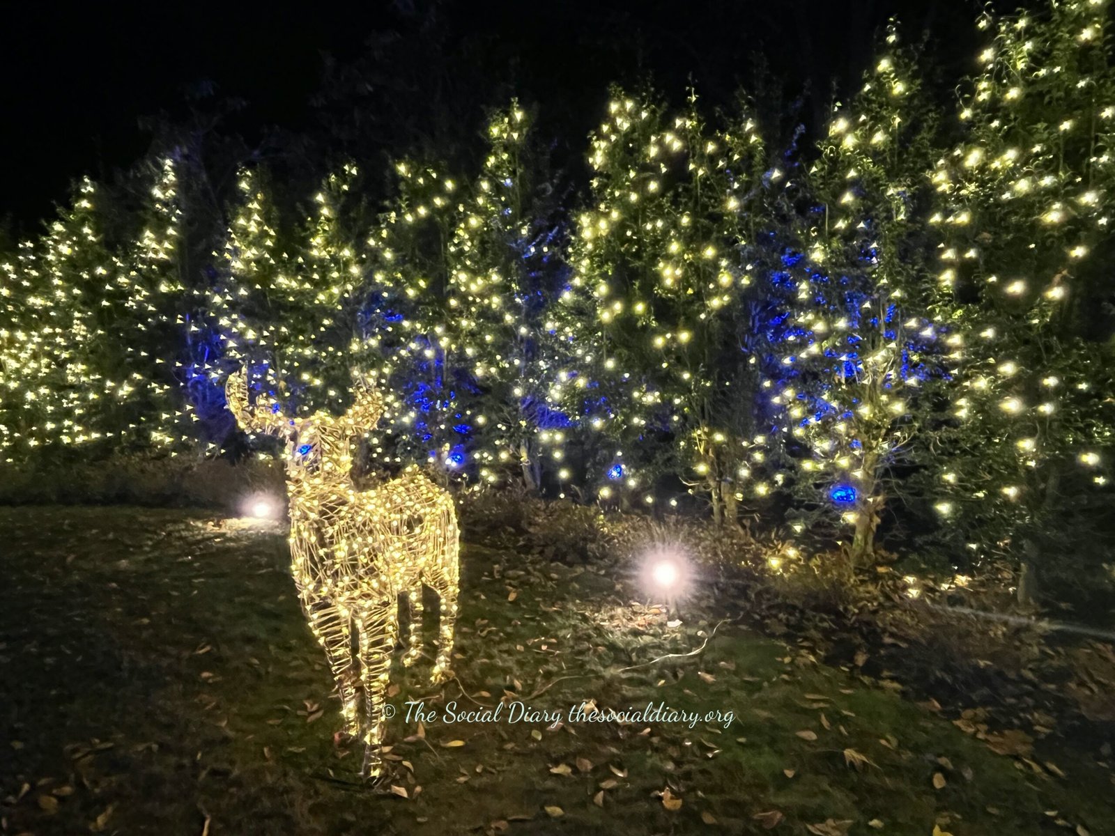 The Breakers Sparkling Lights deer - The Social Diary