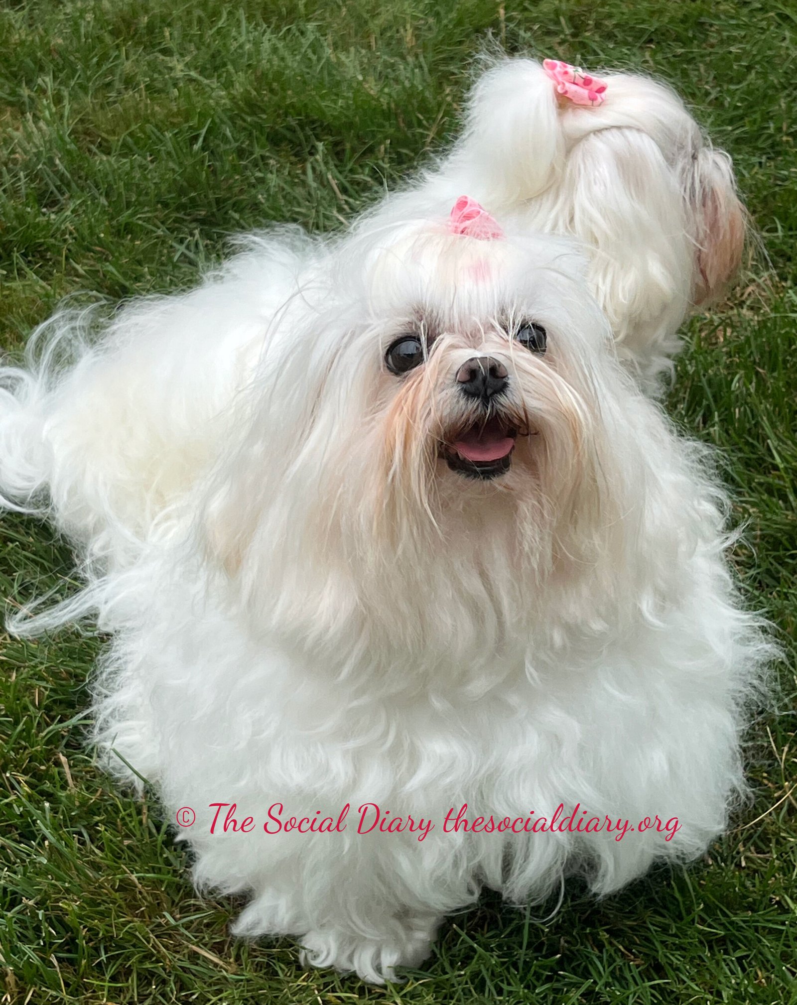Yappy Hour at Beaulieu Newport Bella and Mia - The Social Diary