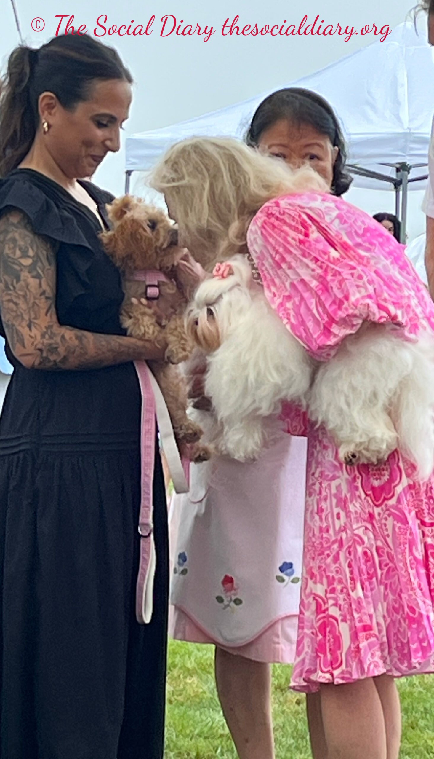 Yappy Hour at Beaulieu Newport Dede Wilsey - The Social Diary