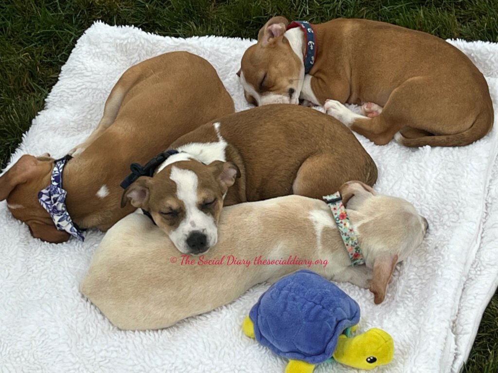 Yappy Hour at Beaulieu Newport Nap time - The Social Diary