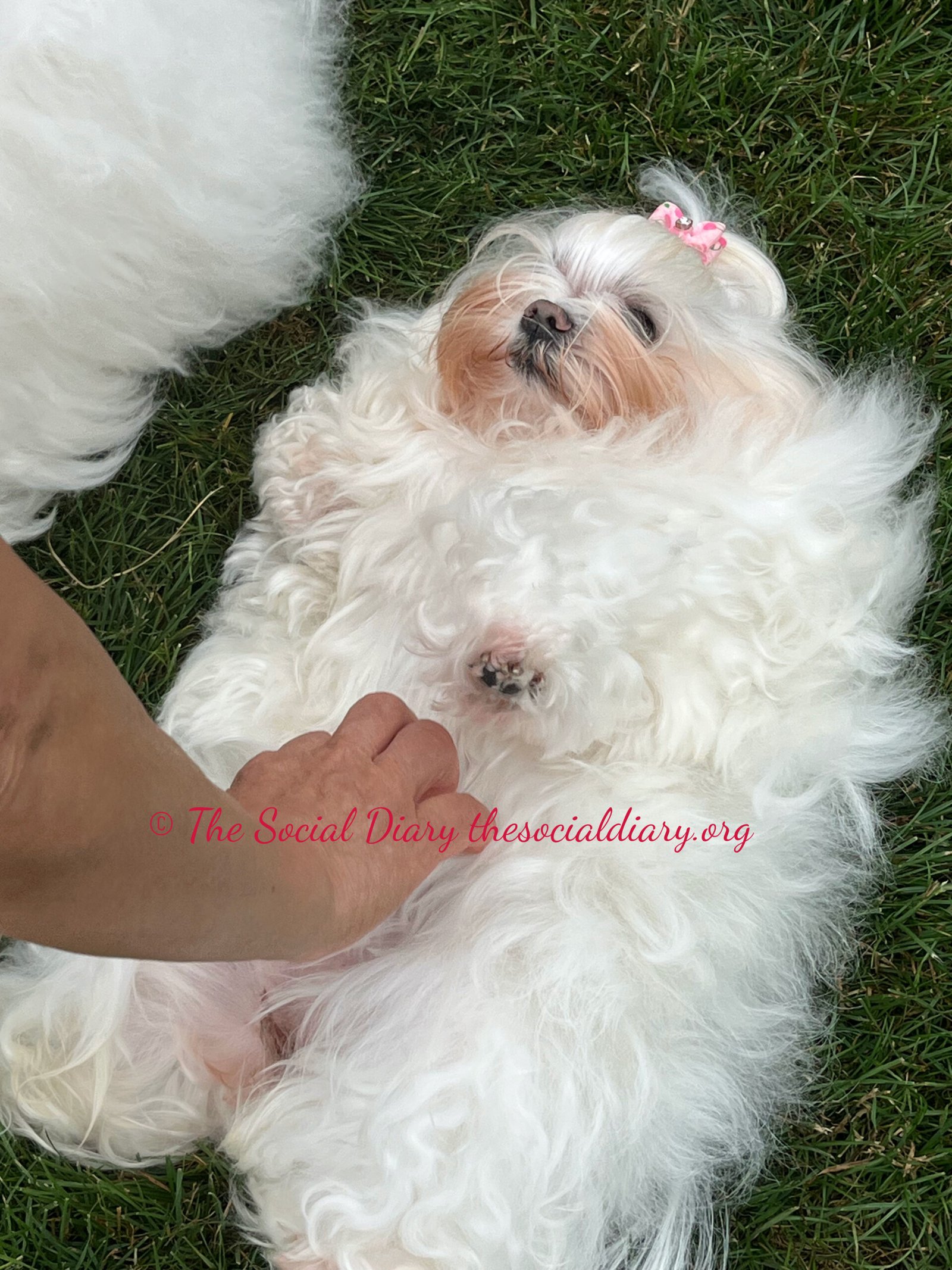 Yappy Hour at Beaulieu Newport tummy rubs - The Social Diary