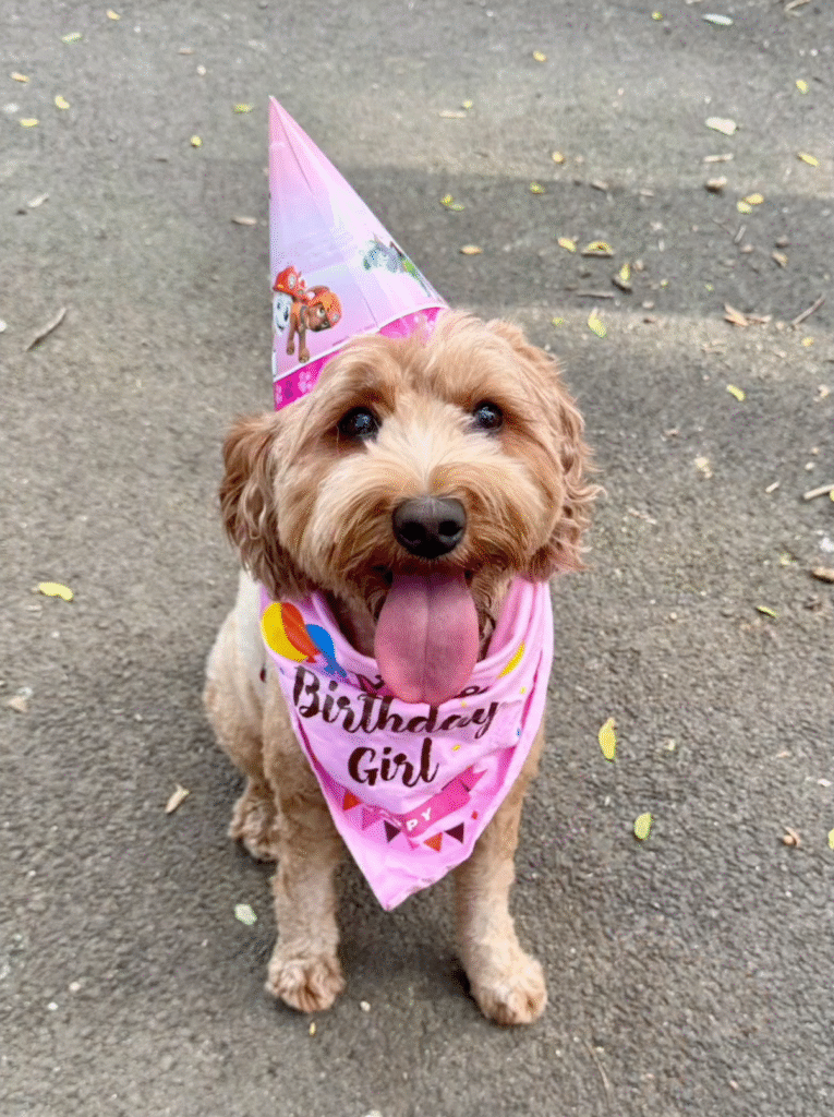 Birthday girl - In Celebration of Dogs - The Social Diary