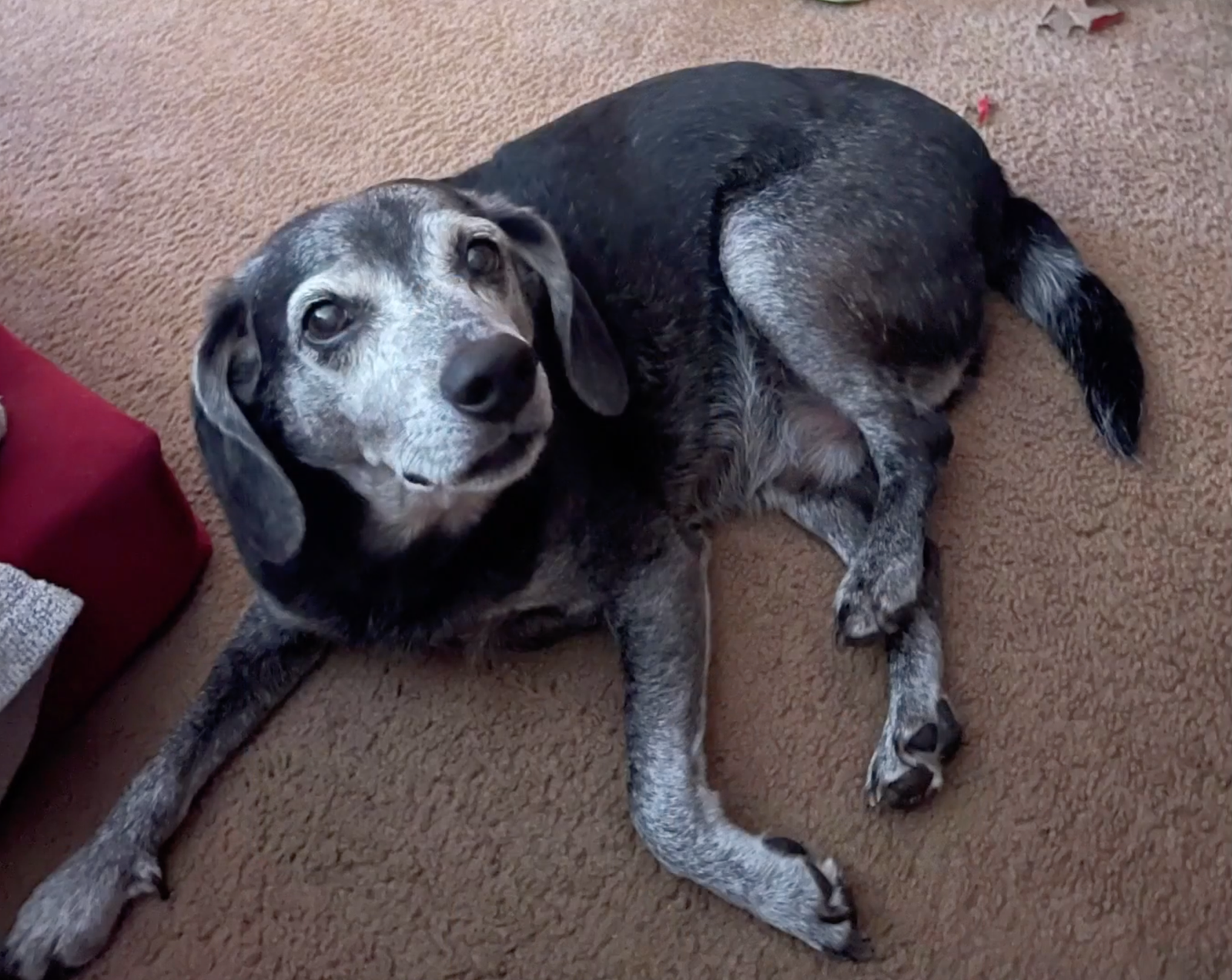 Oldie but cutie - In Celebration of Dogs - The Social Diary