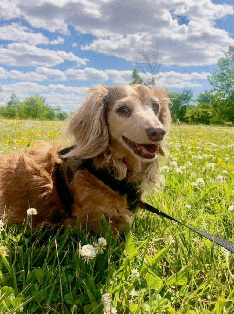 Picture Perfect - In Celebration of Dogs - The Social Diary