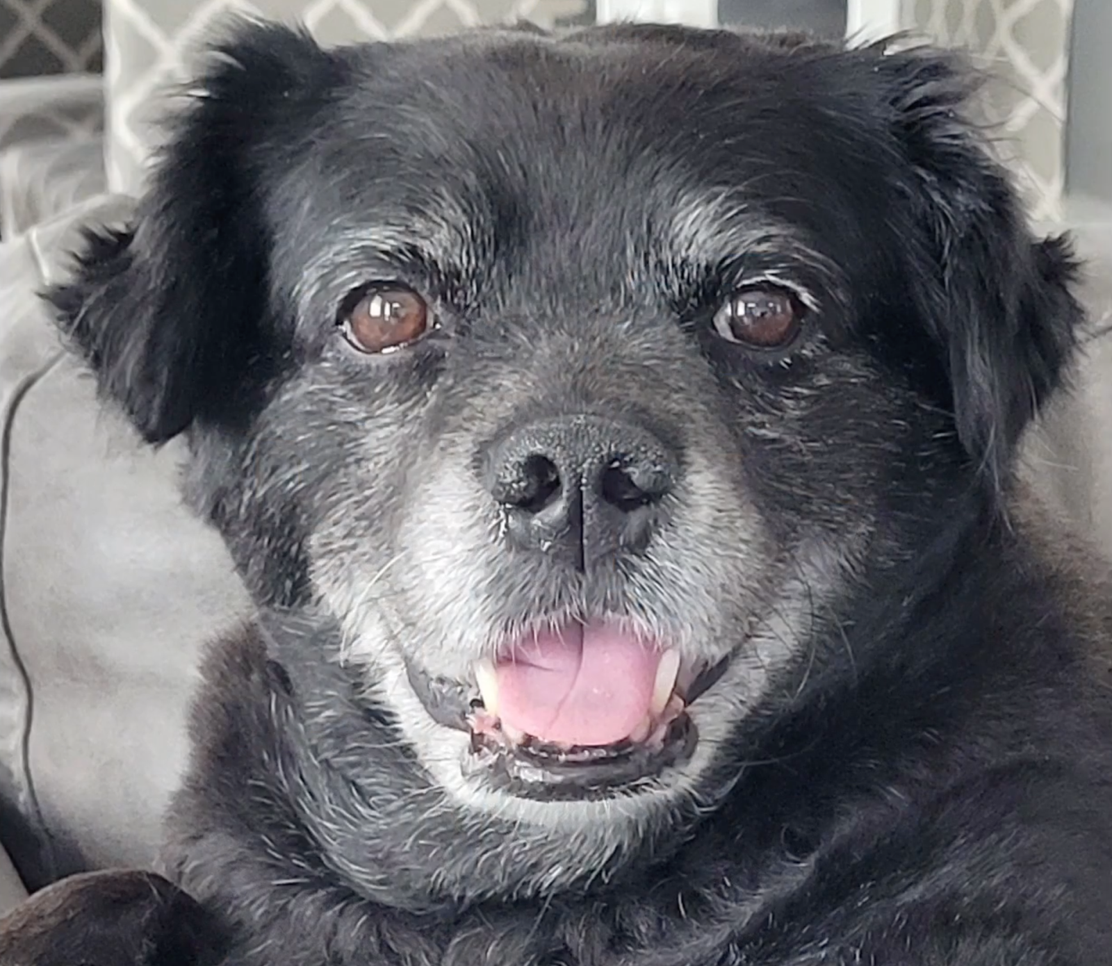 Senior Cutie - In Celebration of Dogs - The Social Diary